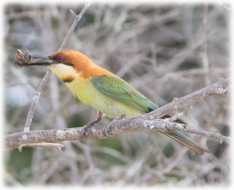 Chestnut-headed Bee-eater, Merops leschenaulti, Bay-headed Bee-eater
