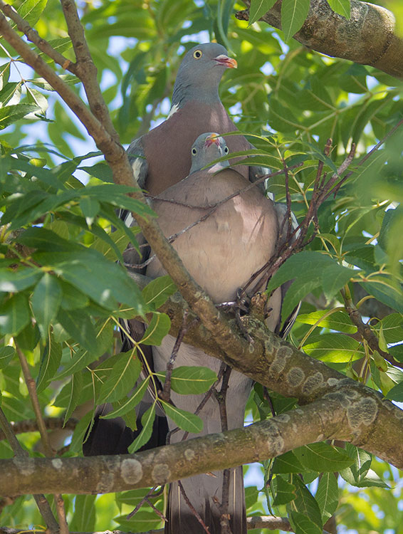 Common Wood Pigeon, Columba palumbus, Ringduva