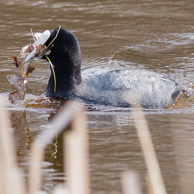 Eurasian Coot, Fulica atra, Sothöna, オオバン