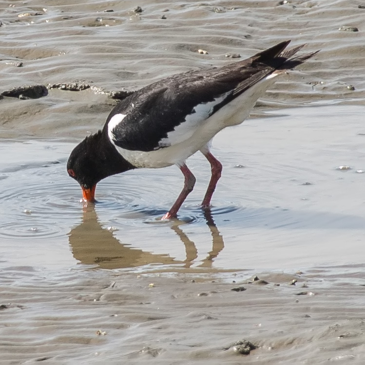 Eurasian Oystercatcher, Haematopus ostralegus, Common Pied Oystercatcher, Palaearctic Oystercatcher, Strandskata