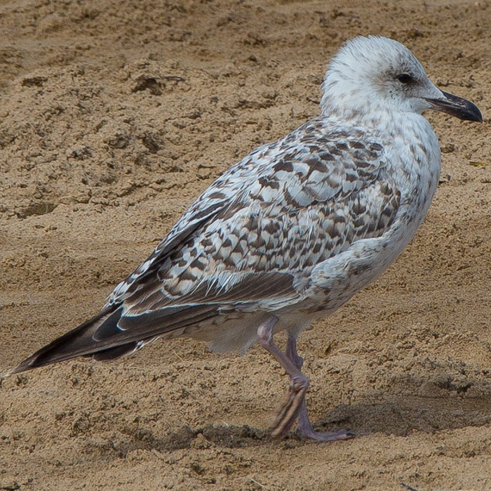 European Herring Gull, Larus argentatus, Gråtrut