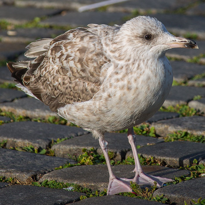 European Herring Gull, Larus argentatus, Gråtrut