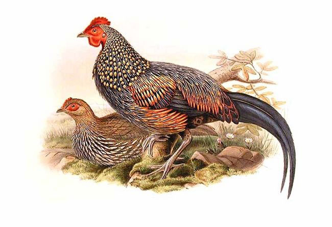 Grey Junglefowl, Gallus sonneratii