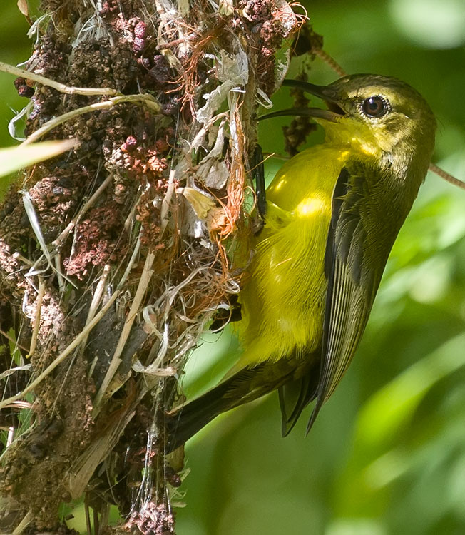 Olive-backed Sunbird, Cinnyris jugularis, นกกินปลีอกเหลือง