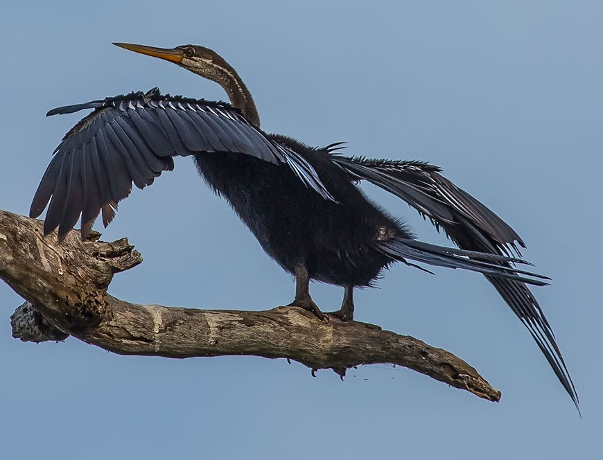 Indian darter, Oriental Darter, Snakebird, Anhinga melanogaster