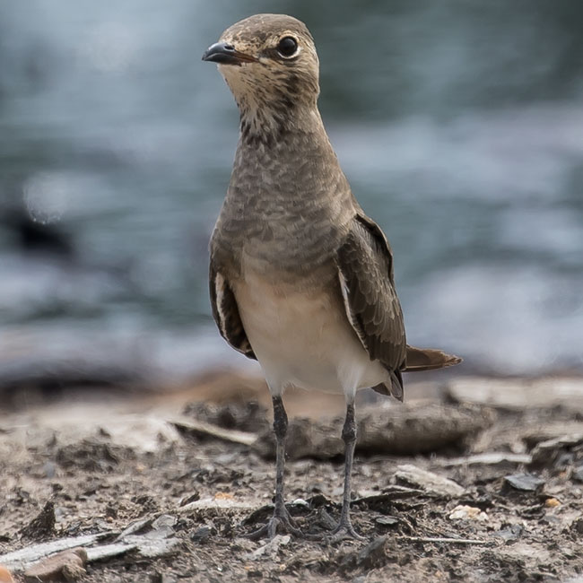 Oriental Pratincole, Glareola maldivarum, นกแอ่นทุ่งใหญ่