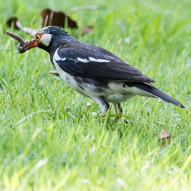 Pied Myna, Asian Pied Starling, Gracupica contra, นกอีแจว, Siamese Pied Myna, Gracupica floweri