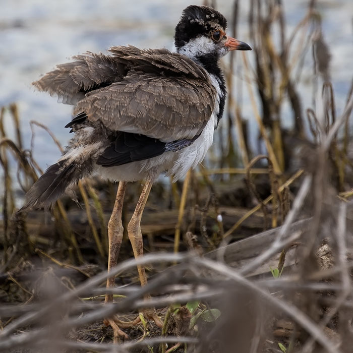 Red-wattled Lapwing, Vanellus indicus