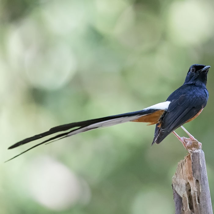 White-rumped Shama, Copsychus malabaricus, นกกางเขนดง