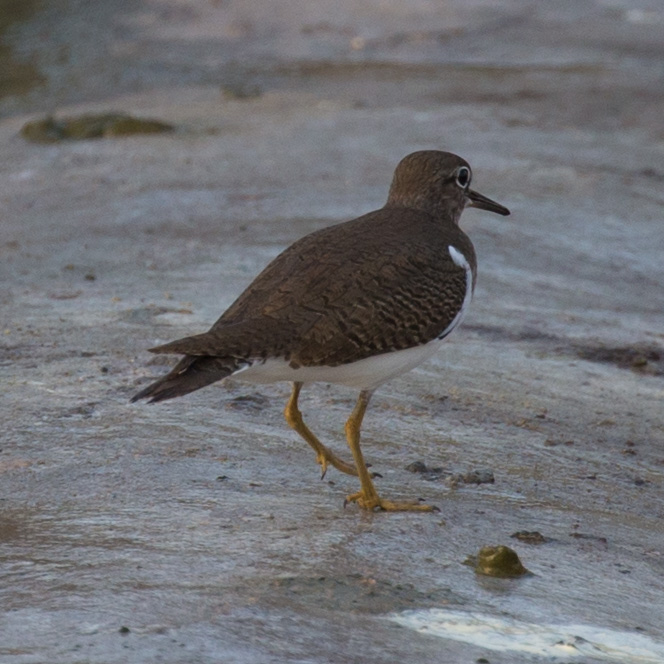 Common Sandpiper, Actitis hypoleucos, Drillsnäppa, イソシギ, นกเด้าดิน