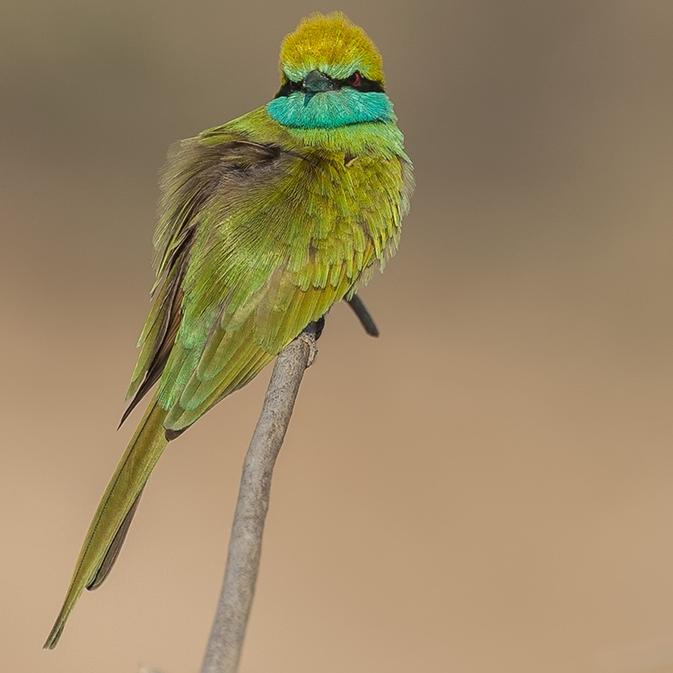 Green Bee-eater, Little Green Bee-eater, Merops orientalis, นกจาบคาเล็ก