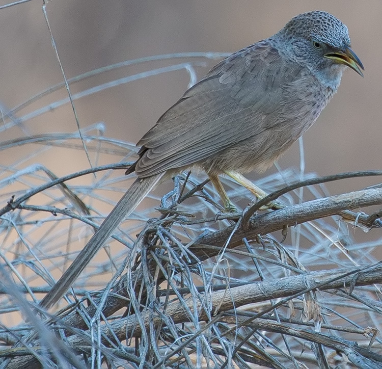 Arabian Babbler, Turdoides squamiceps