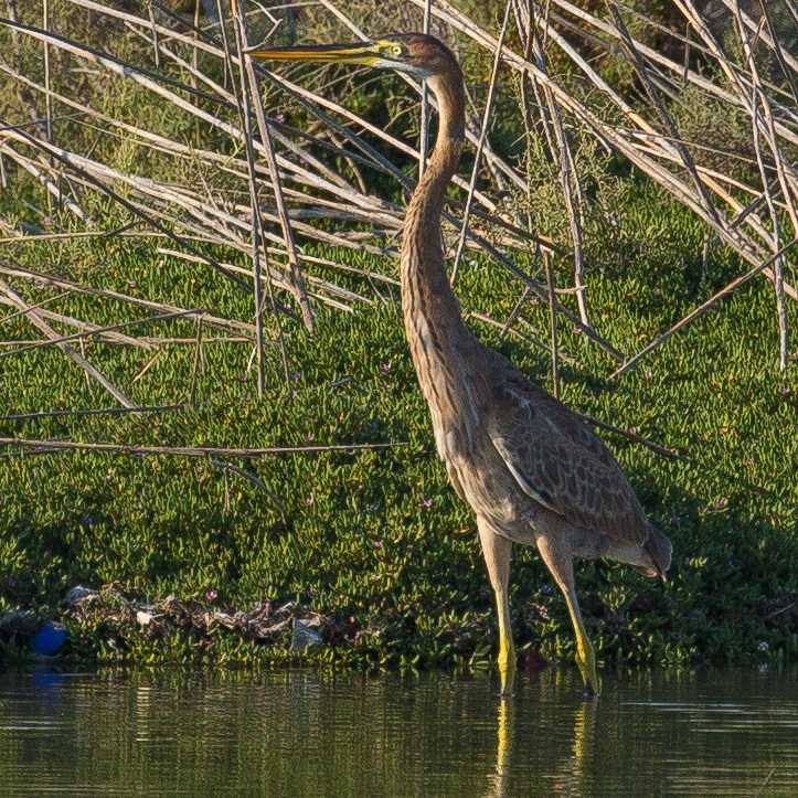 Purple Heron, Ardea purpurea, นกกระสาแดง