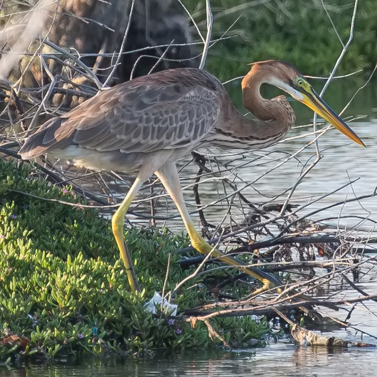 Purple Heron, Ardea purpurea, นกกระสาแดง