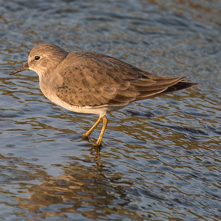 Temminck's Stint, Mosnäppa, นกสติ๊นท์อกเทา, Calidris temminckii