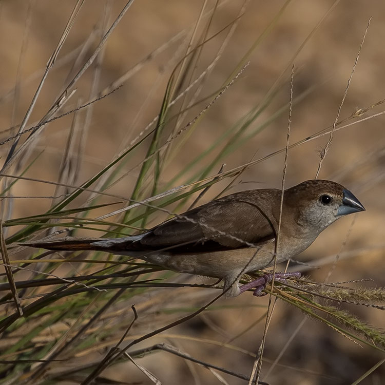 Indian Silverbill or White-throated Munia, Euodice malabarica