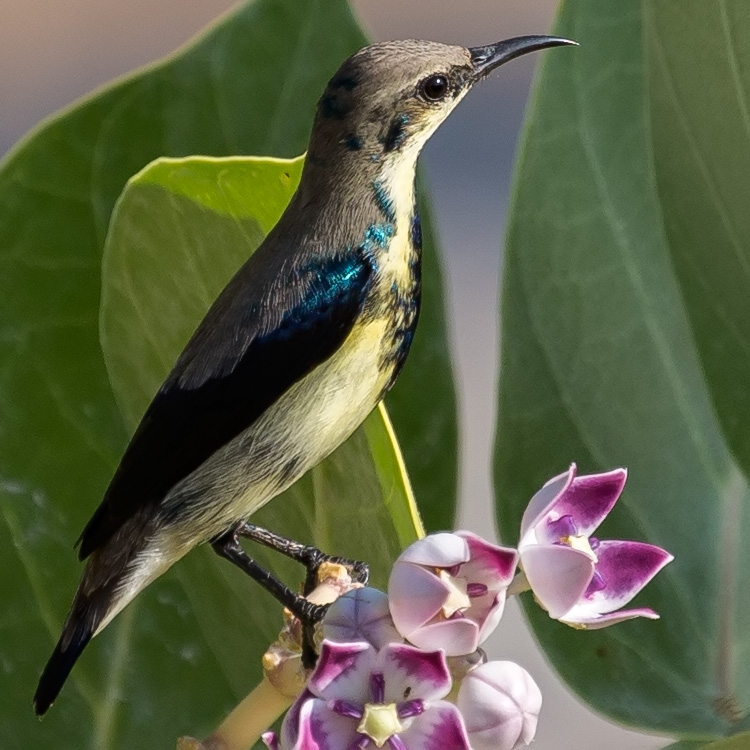 Purple Sunbird, Cinnyris asiaticus