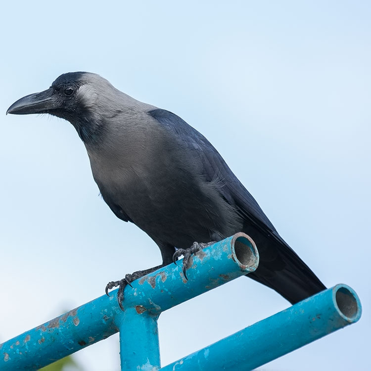 House Crow, Corvus splendens