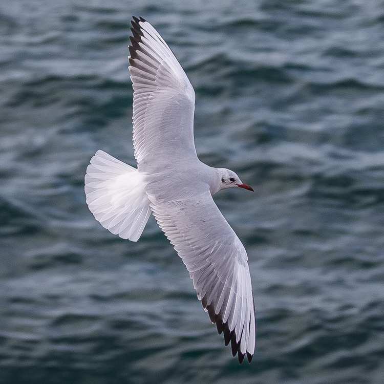 Black-headed Gull, Chroicocephalus ridibundus, Skrattmås