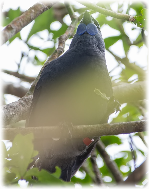 North Island kōkako, Callaeas wilsoni