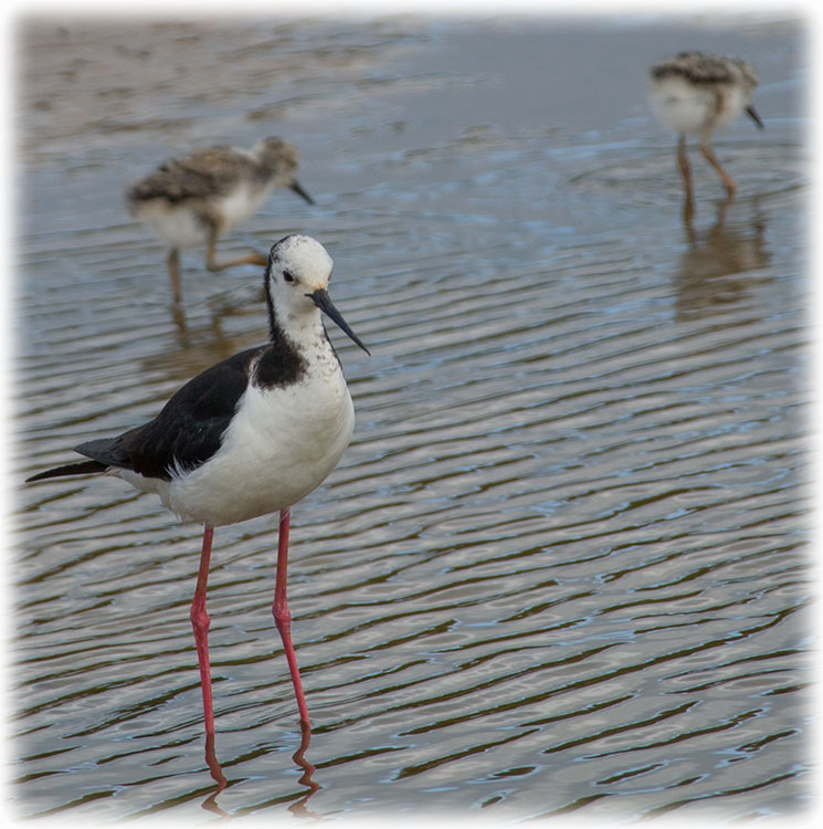 Black-winged Stilt, Common Stilt, or Pied Stilt, Himantopus himantopus, นกตีนเทียน