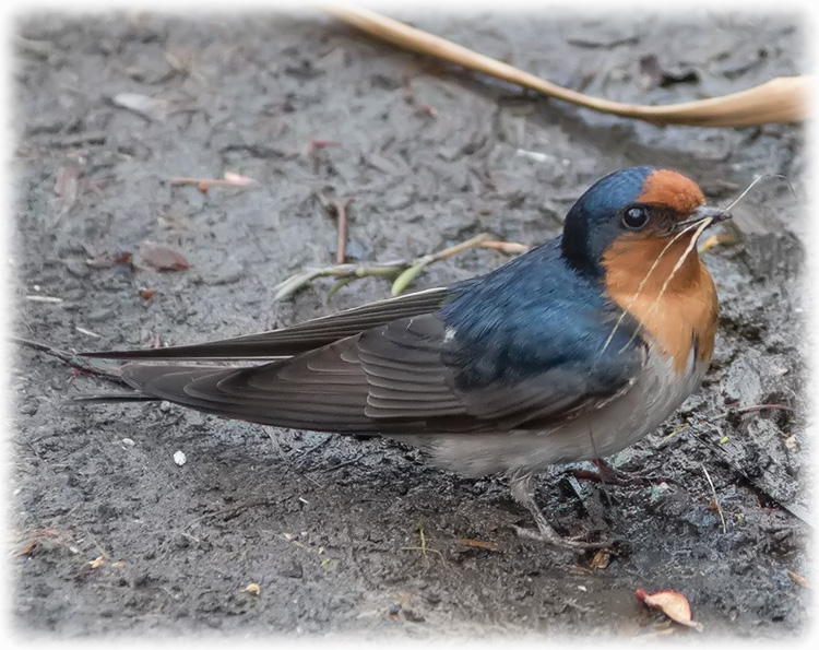 Welcome swallow, Hirundo neoxena