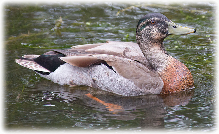 Mallard, Anas platyrhynchos