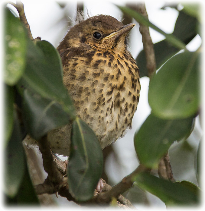 Song thrush, Turdus philomelos, Taltrast