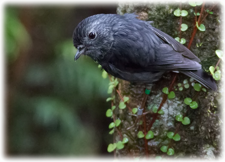 North Island Robin, Petroica longipes