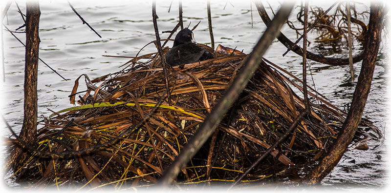 Eurasian Coot, Fulica atra, Sothöna, オオバン