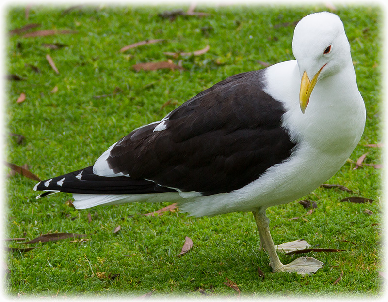 Kelp Gull, Larus dominicanus