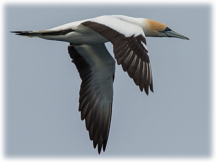 Australasian Gannet, Morus serrator
