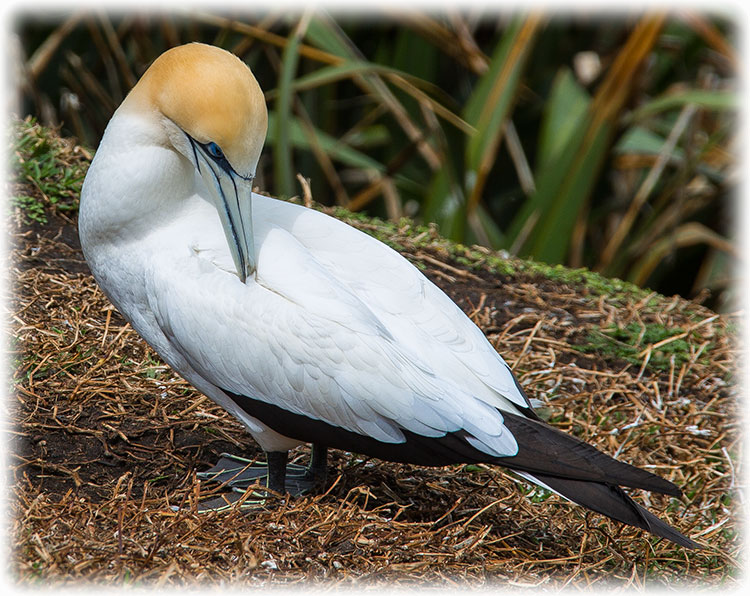 Australasian Gannet, Morus serrator