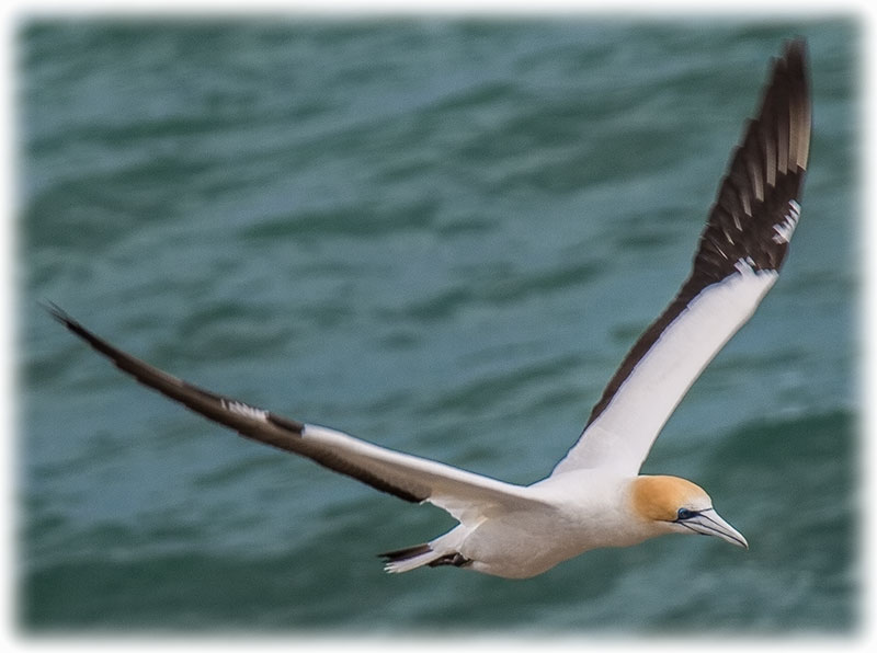 Australasian Gannet, Morus serrator