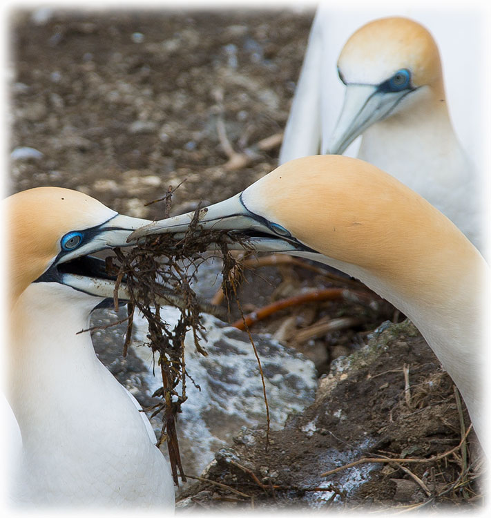 Australasian Gannet, Morus serrator