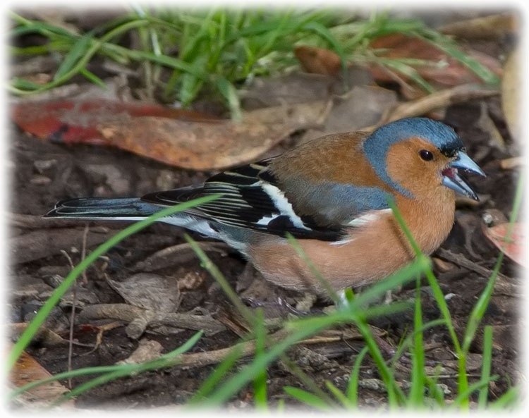 Common Chaffinch, Fringilla coelebs, Bofink