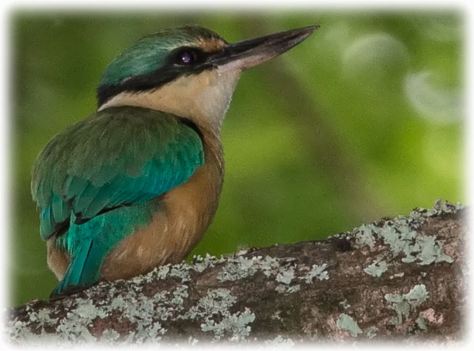 Sacred Kingfisher, Todiramphus sanctus