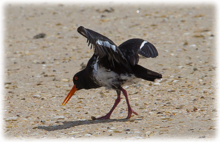 Variable Oystercatcher, Haematopus