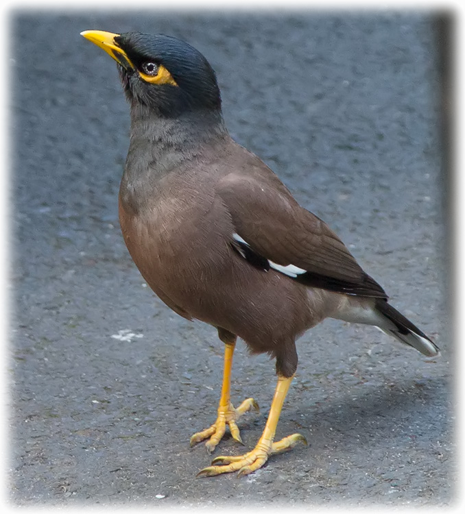 Common Myna, Acridotheres tristis, นกเอี้ยงสาริกา