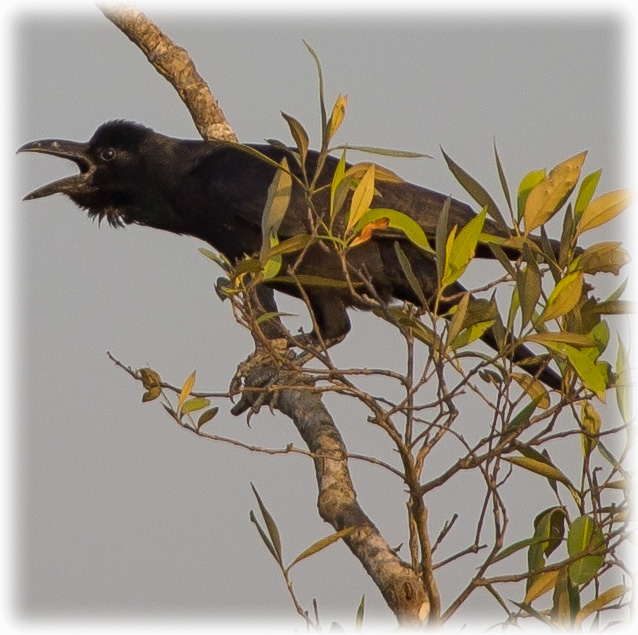 Large-billed Crow, thick-billed crow, Jungle crow, Corvus macrorhynchos, ハシブトガラス, Corvus macrorhynchos japonensis, อีกา