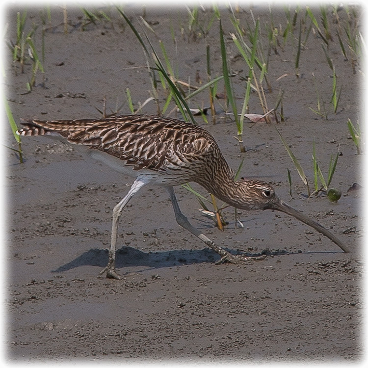 Eurasian Curlew, Numenius arquata, Storspov