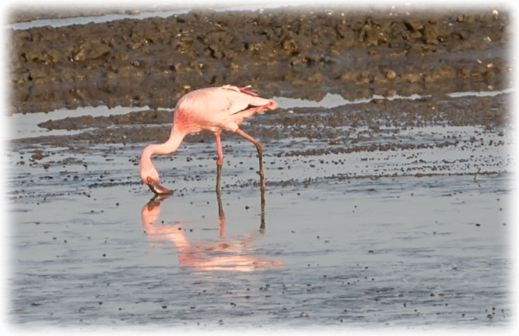 Lesser flamingo, Phoeniconaias minor