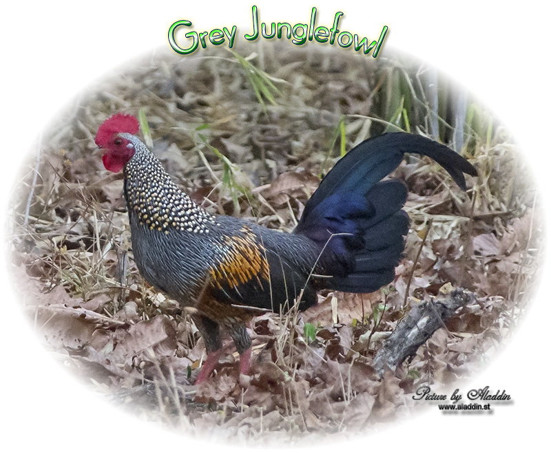 Grey Junglefowl, Gallus sonneratii