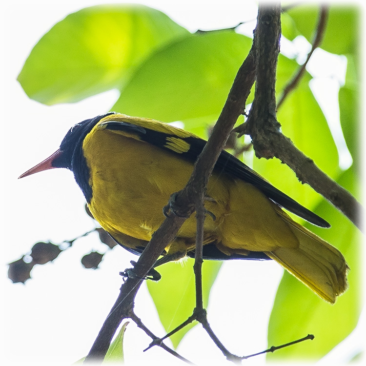 Black-hooded oriole, Oriolus xanthornus