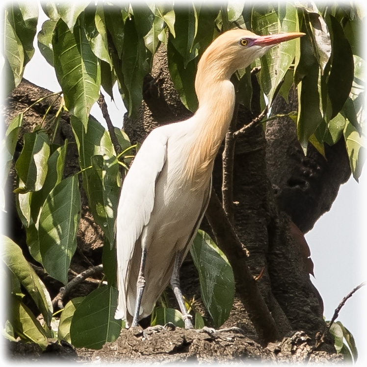 Cattle Egret, Bubulcus ibis