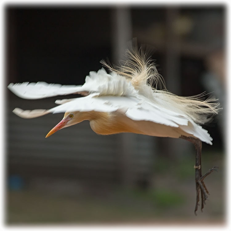 Cattle Egret, Bubulcus ibis, वस्तु बकुल्ला