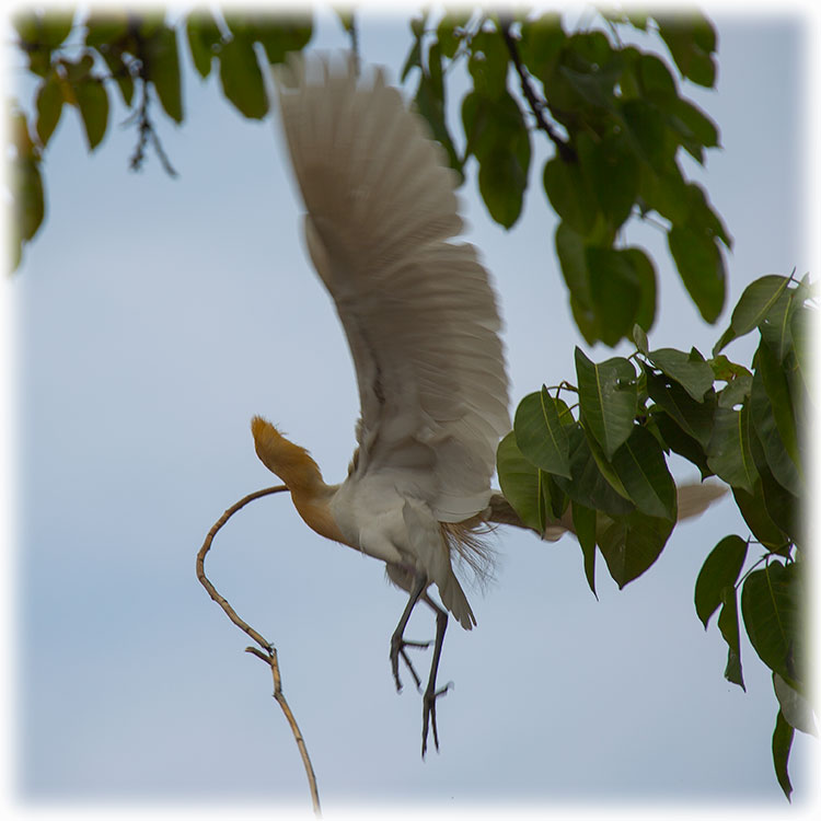 Cattle Egret, Bubulcus ibis, वस्तु बकुल्ला