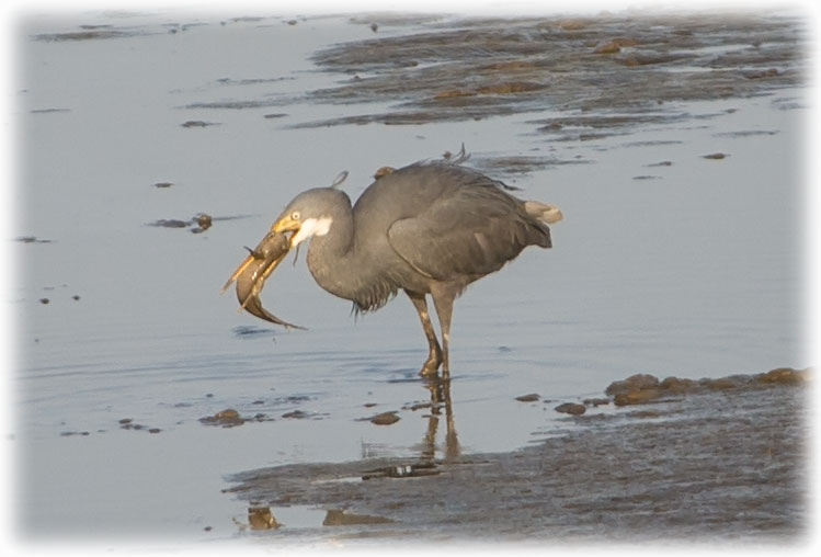 Western Reef Heron - Egretta gularis