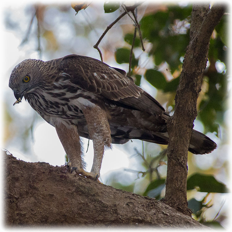 Changeable Hawk-eagle, शदलचील, Nisaetus cirrhatus