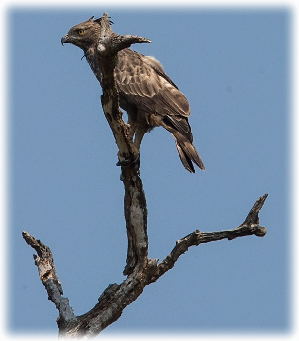 Changeable Hawk-eagle or Crested hawk-eagle, Nisaetus cirrhatus